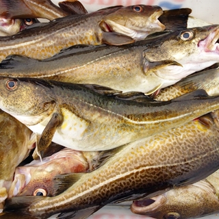 Bacalao entero fresco - Imagen 1